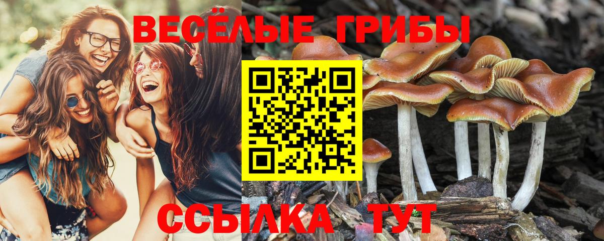 Псилоцибиновые грибы MAGIC MUSHROOMS  Вход с VPN  Шебекино 